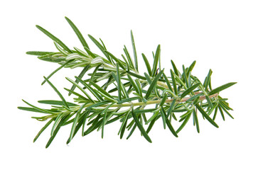 Wall Mural - fresh rosemary isolated on transparent png
