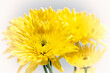Yellow Chrysanthemum Flowers on a Soft White Background