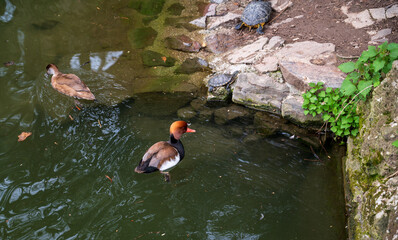 Wall Mural - Lake with ornamental ducks and turtles in the forest.