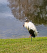 Wood Stork Bird, Rests on the Edge of a Pond in Central Florida