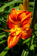Blooming Day Lily Flower, with soft garden background