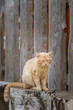 red fluffy cat lies on a wooden fence on a summer day.