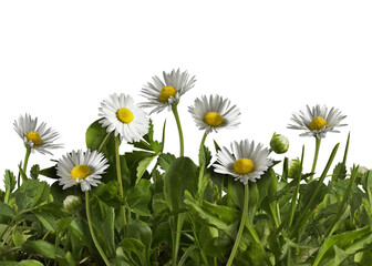 Wall Mural - isolated green grass and daisies on transparent background