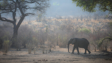 Wall Mural - Elephant walking alone through Zambezi forest