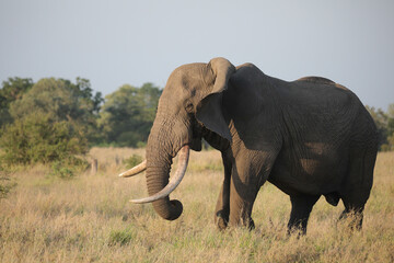 Wall Mural - African elephant walking through the bush while looking for food