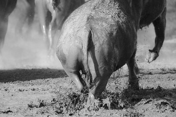 Wall Mural - Buffalo running out of muddy pool