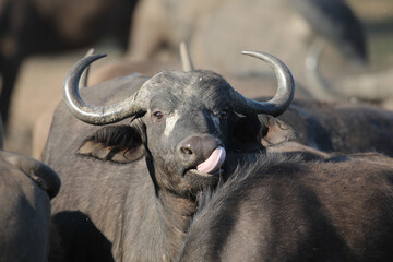 Canvas Print - Dangerous buffalo licking its nose while standing in a herd