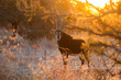 Sable antelope bull standing in the bush at sunrise