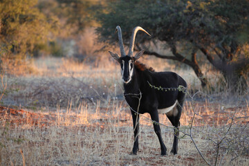 Sticker - Sable antelope bull standing in the bush at sunrise