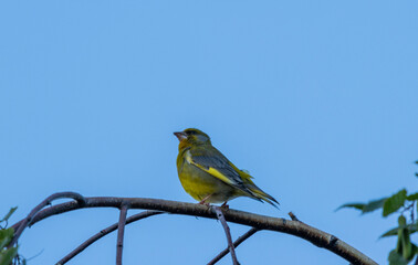 The European greenfinch (Chloris chloris) is a small songbird found across Europe, recognizable by its vibrant green and yellow plumage. Greenfinches are stout and robust with a thick, conical beak.