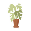 Monstera, tropical green plant in pot and natural interior decoration vector illustration
