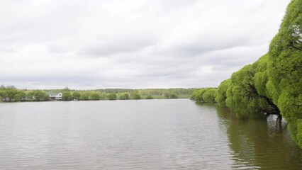 Wall Mural - summer landscape on the river, green trees and willows reflecting in the water