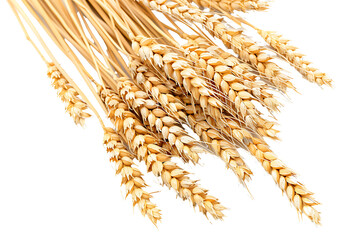 Wall Mural - ears of wheat on a transparent background, PNG is easy to use.