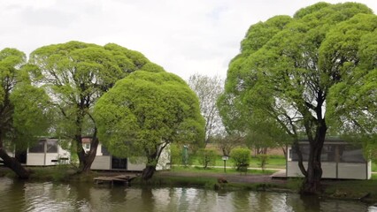 Wall Mural - summer landscape on the river, green trees and willows reflecting in the water