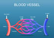 Blood vessels network structure