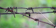 Barbed wire. Steel wire with spikes.