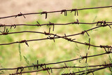 Fototapeta Storczyk - Barbed wire. Steel wire with spikes.