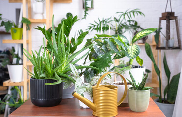 Group of popular indoor plants on the table in the interior: Calathea, aloe, diffenbachia, sansevieria, ficus. Houseplant Growing and caring for indoor plant, green home, irrigation, fertilizers