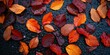 Nature's Carpet: Wet Fall Leaves in Aerial View