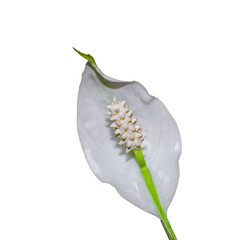 Wall Mural - White spathiphyllum flower isolate on a white background.