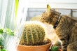 A domestic cat nibbles a cactus, spoils a potted plant on the windowsill. The danger to the pet of poisonous indoor plants. Humor