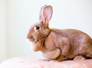 a female american rabbit with a large dewlap