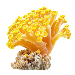 Yellow cup coral on transparent or white background