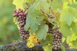 grappoli d'uva in un vigneto in estate