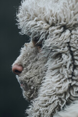 Poster - An entity covered in thick, insulating fur that can become reflective, shielding it from both frigid and scorching temperatures,