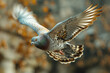 A mottled gray and white pigeon in mid-flight, wings flapping rapidly, symbolizing haste or escape,