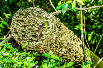 Canvas Print - moss on tree