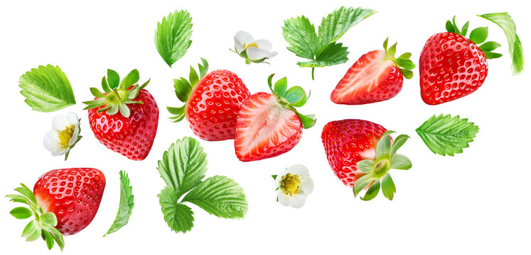 Flying juicy ripe strawberries with leaves and flowers isolated on a white background.