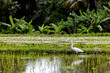 Egret Bird In Bali Rice Field Waters