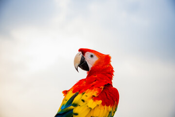 Wall Mural - parrot / Macaw Close Up portrait