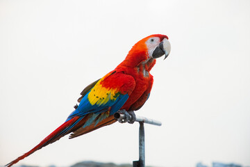 Wall Mural - parrot / Macaw Close Up portrait