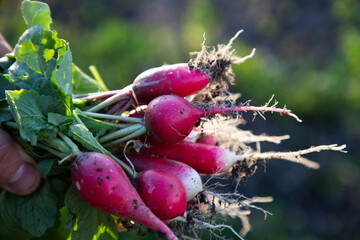 Wall Mural - organic red radishes freshly collected from garden