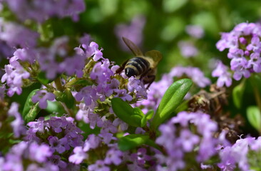 Biene auf violettem Thymian