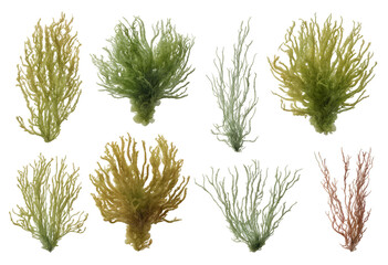 Wall Mural - Set of different Codium Sea Weed isolated on transparent background