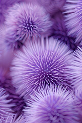 Wall Mural - sea purple urchins 