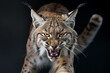 © Hype2Art - A wild and angry eurasian lynx on a black background