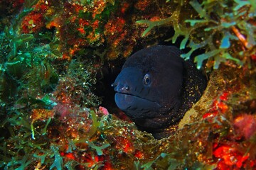 Wall Mural - Black moray eel and underwater wall with algae. Colorful seascape with hiding eel. Underwater photography from scuba diving with the wild aquatic life. Marine animal portrait.