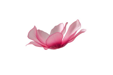 Wall Mural - pink petals flying floating isolated on white or transparent background 