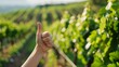© Johannes - Thumbs up sign. Woman's hand shows like gesture. Vineyard background hyper realistic
