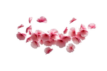 Wall Mural - pink petals flying floating isolated on white or transparent background 