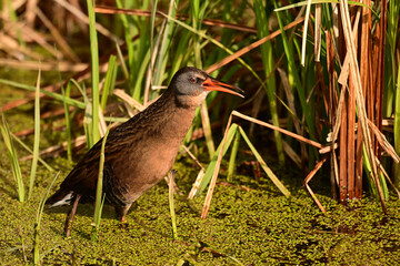 Wall Mural - Virginia Rail walking through the wetlands calling