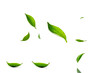 © Hendra - green leaves isolated on white or transparent png