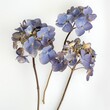 Pressed And Dried Hydrangea Flowers Stand Isolated Against A Clean White Background, Illustrations Images