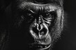 Dominant Gorilla's Resolute Face Against Black Isolation