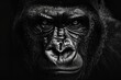 Magnificent Gorilla Patriarch's Image on Black Background