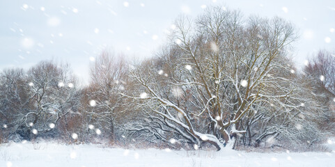 Wall Mural - Trees and bushes in the winter garden are dusted with snow during a snowfall.